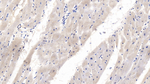 WNT4 Monoclonal Antibody (C1)