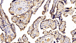 CSH1 Monoclonal Antibody (C1)