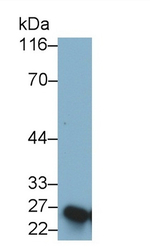 CSH1 Antibody in Western Blot (WB)