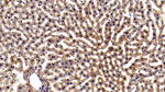 STAT3 Antibody in Immunohistochemistry (Paraffin) (IHC (P))