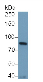 STAT3 Antibody in Western Blot (WB)