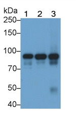 STAT3 Antibody in Western Blot (WB)