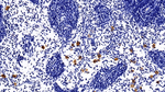BST-1 Monoclonal Antibody (C16)