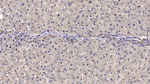 Reelin Antibody in Immunohistochemistry (Paraffin) (IHC (P))