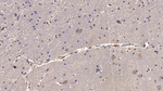 Reelin Monoclonal Antibody (C3)