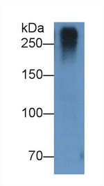 Reelin Antibody in Western Blot (WB)