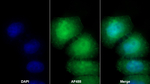 CD86 Antibody in Immunocytochemistry (ICC/IF)