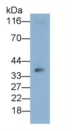 CD86 Antibody in Western Blot (WB)