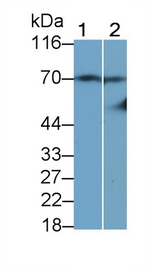 tPA Antibody in Western Blot (WB)