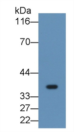 FGL1 Antibody in Western Blot (WB)