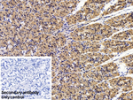 Pepsin A Antibody in Immunohistochemistry (Paraffin) (IHC (P))
