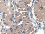 Pepsin A Antibody in Immunohistochemistry (Paraffin) (IHC (P))