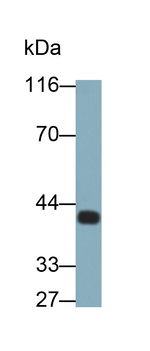 Pepsin A Antibody in Western Blot (WB)