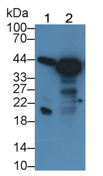 Pepsin A Antibody in Western Blot (WB)