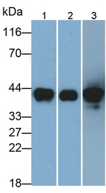 Pepsin A Antibody in Western Blot (WB)
