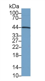 INHA Antibody in Western Blot (WB)