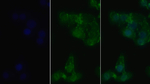 RIP1 Monoclonal Antibody (C1)