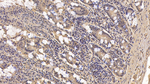FAP Monoclonal Antibody (C4)