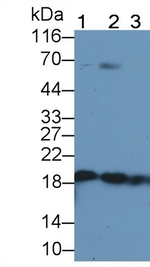 Cofilin Antibody in Western Blot (WB)