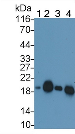 Cofilin Antibody in Western Blot (WB)