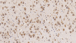 RAB5A Monoclonal Antibody (C4)