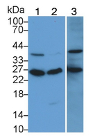 RAB5A Antibody in Western Blot (WB)