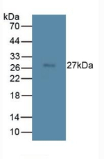 TMEM27 Antibody in Western Blot (WB)