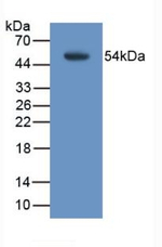 TMEM27 Antibody in Western Blot (WB)