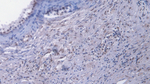 EGR1 Monoclonal Antibody (C15)