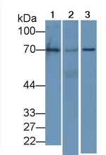 EGR1 Antibody in Western Blot (WB)