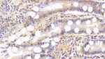 Syntenin 2 Monoclonal Antibody (C1)