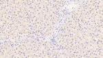 Syntenin 2 Antibody in Immunohistochemistry (Paraffin) (IHC (P))