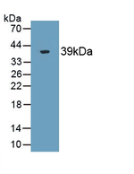 Syntenin 2 Antibody in Western Blot (WB)