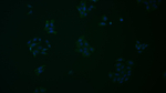 CD223 (LAG-3) Antibody in Immunocytochemistry (ICC/IF)