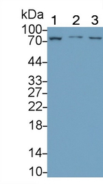 CD223 (LAG-3) Antibody in Western Blot (WB)