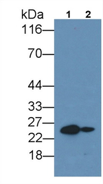 IL-6 Antibody in Western Blot (WB)