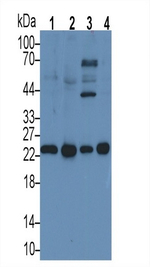 IL-6 Antibody in Western Blot (WB)