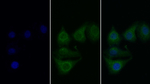 C1S Monoclonal Antibody (C10)