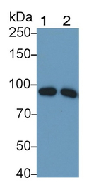 C1S Antibody in Western Blot (WB)