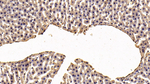 S100A10 Antibody in Immunohistochemistry (Paraffin) (IHC (P))