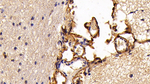 S100A10 Monoclonal Antibody (C3)