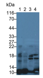 S100A10 Antibody in Western Blot (WB)