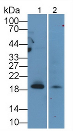 CD3d Antibody in Western Blot (WB)