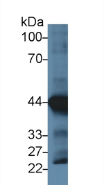 alpha-Cardiac Actin Antibody in Western Blot (WB)