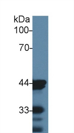 alpha-Cardiac Actin Antibody in Western Blot (WB)