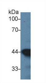 alpha-Cardiac Actin Antibody in Western Blot (WB)