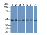 alpha-Cardiac Actin Antibody in Western Blot (WB)