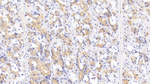 LBP Antibody in Immunohistochemistry (Paraffin) (IHC (P))