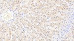 LBP Antibody in Immunohistochemistry (Paraffin) (IHC (P))