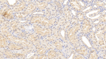 LBP Antibody in Immunohistochemistry (Paraffin) (IHC (P))